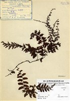 藏品(瓶蕨)的圖片